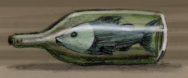 apatrillo bommel buddelfisch fisch